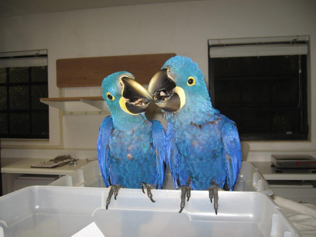 Nest raised pair
